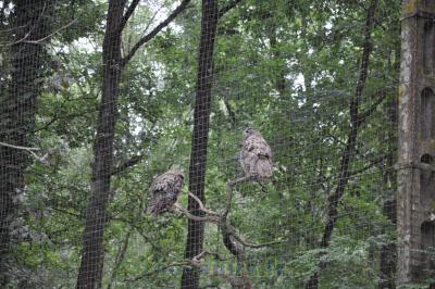 Hibou Grand duc - 2015