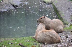 Capybara
