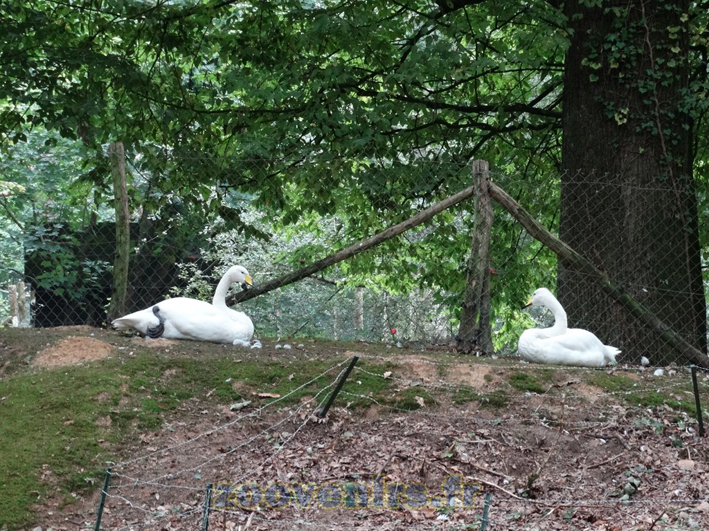 Cygne chanteur - 2015