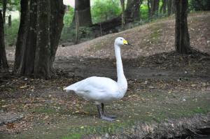 Cygne chanteur