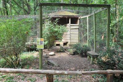 Faisan vénéré - 2015