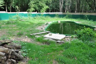 Loutre d'Europe - 2015