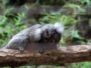 Ouistiti à toupets blancs 