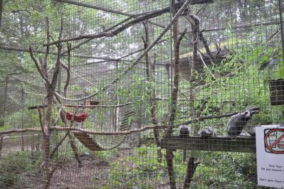 Ouistiti à toupets blancs - 2015