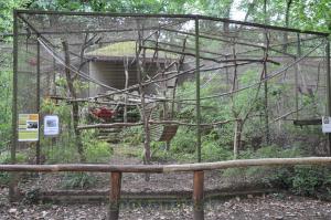 Ouistiti à toupets blancs 