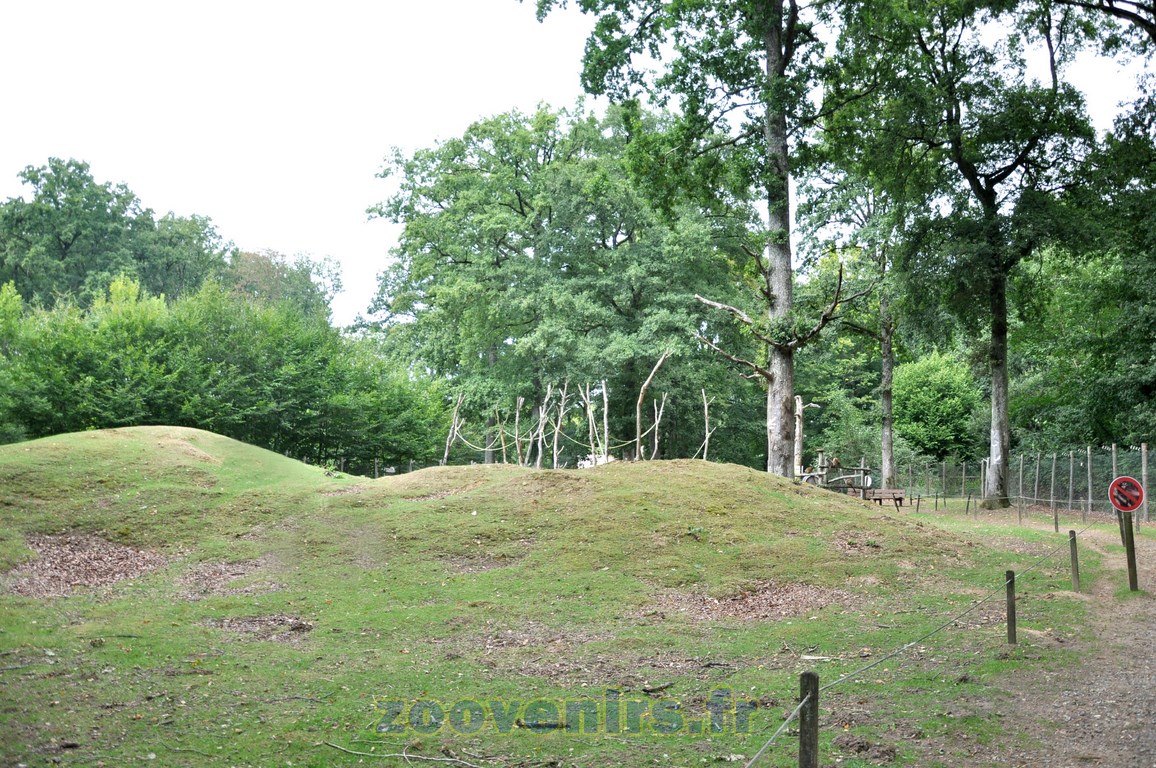 Maki de Mayotte - 2015