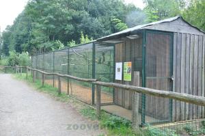 Amazone à épaules jaunes