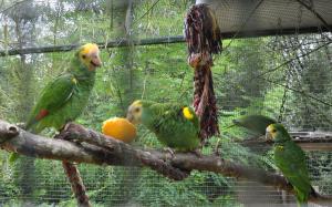 Amazone à épaules jaunes