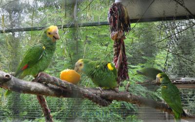 Amazone à épaules jaunes - 2015