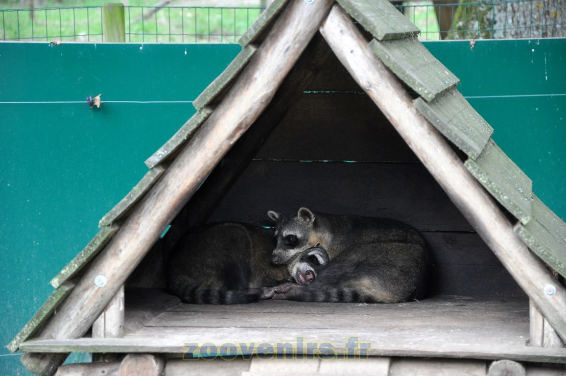 Raton crabier - 2015