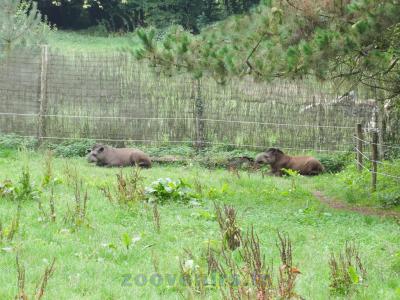 Tapir terrestre - 2015