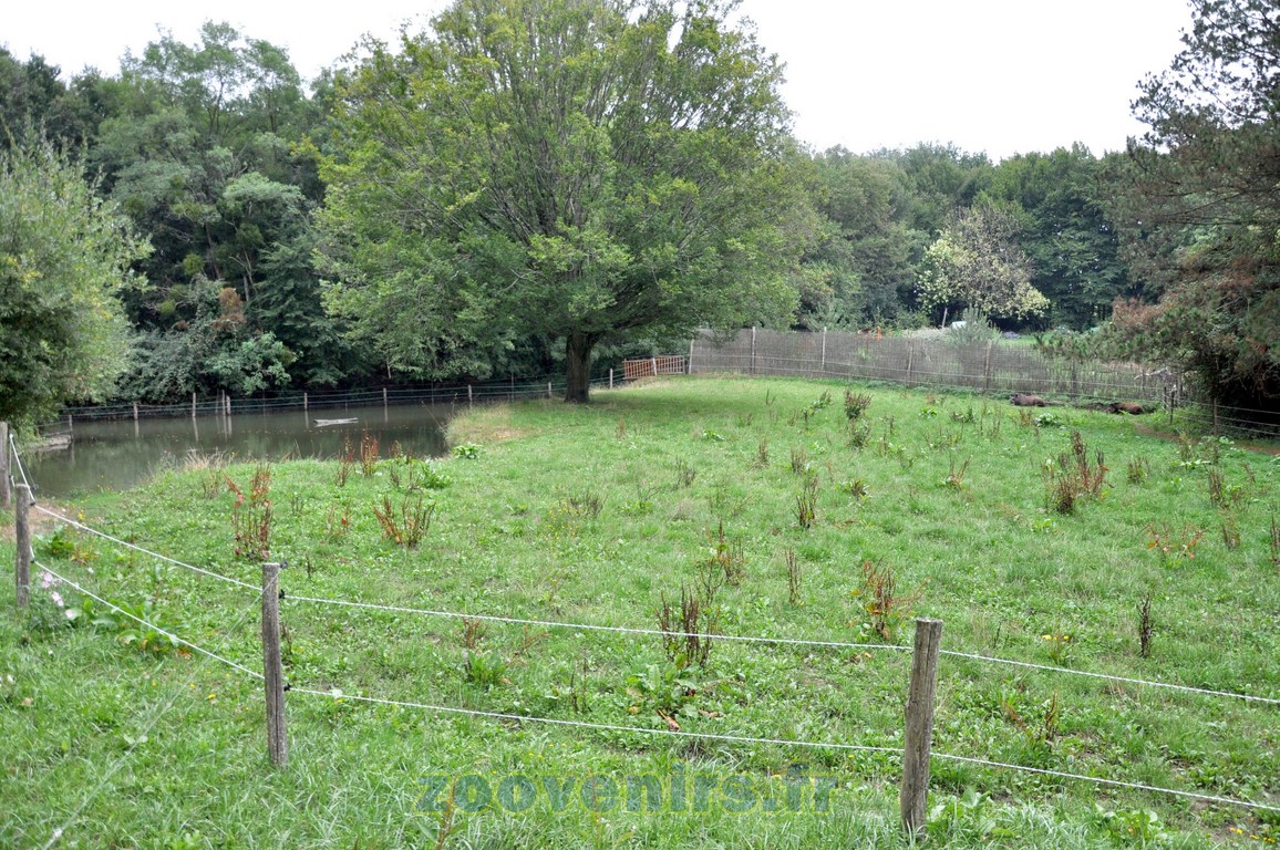 Tapir terrestre - 2015