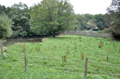 Tapir terrestre - 2015