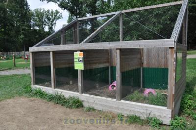 Grand hamster - 2015