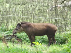 Tapir terrestre