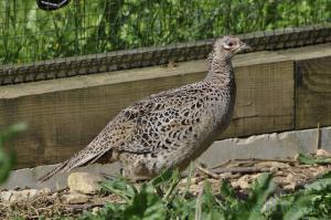 Femelle faisan de Colchide