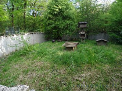 Chien viverrin - 2009