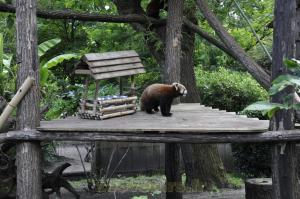 Panda roux