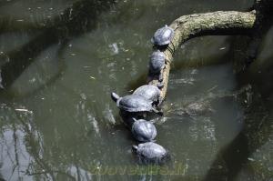 Tortues de Floride