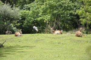 Cob de Lechwe