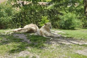 Lion blanc