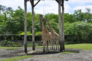 Girafe