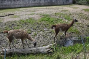 Guanano