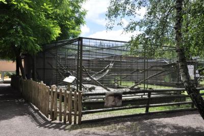 Magot de Gibraltar - 2016