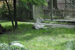 Tigre blanc