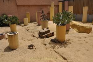 Suricate