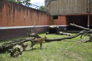 Serval