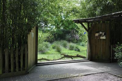 Loup à crinière - 2016