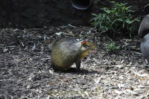 Agouti d'Azara
