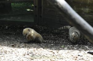 Coati roux