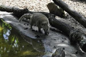 Coati roux