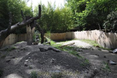 Mangouste fauve - 2016