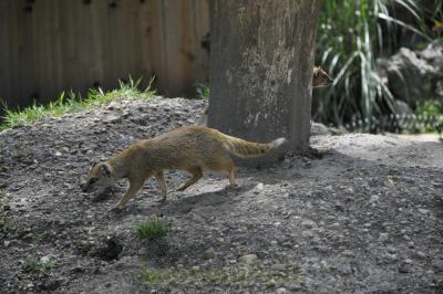 Mangouste fauve - 2016