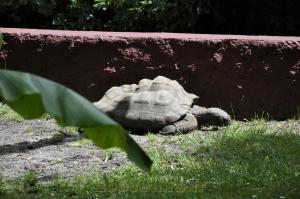 Tortue géante des Seychelles
