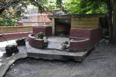 Wallaby de Bennett - 2016