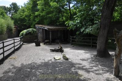 Mouton du Cameroun - 2016