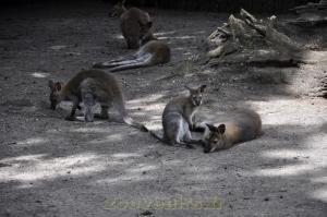 Wallaby de Bennett
