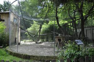Gibbon lar