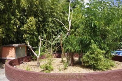 Ara chloroptère - 2016