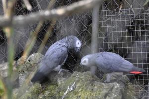Perroquet Gris du Gabon 