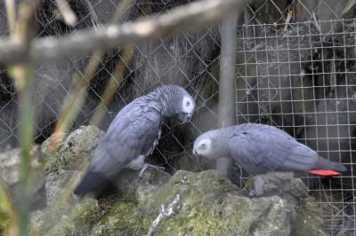 Perroquet Gris du Gabon - 2016