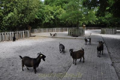 Chèvres naines - 2016