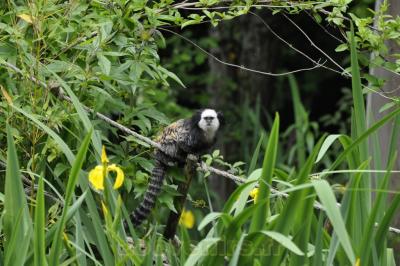 Ouistiti à face blanche - 2016