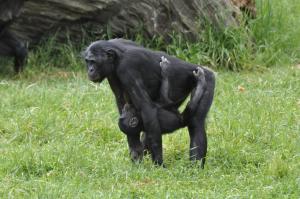Bonobo