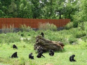 Bonobo