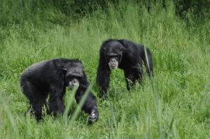 Chimpanzé